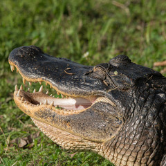 Alligator at Brazos Bend State Park