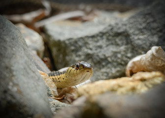 First Stroll of Spring