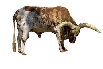 Ankole Watusi cattle (Bos taurus macroceros) isolated on white background