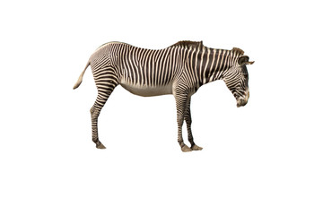 Zebra isolated on white background