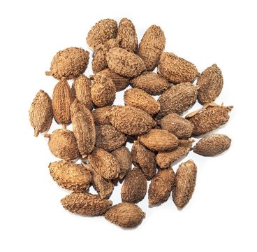 fructus Amomi xanthioidis, chinese herb medicine isolated. Sha Ren