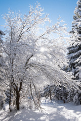 Drzewo przysypane śniegiem 