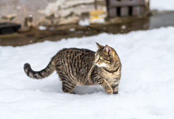 Tabby cat hunting in snow 