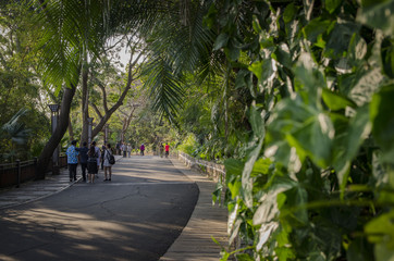 morning in a tropical park