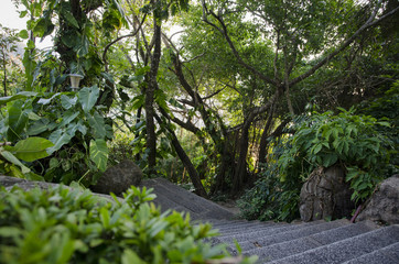 staircase in the rainforest