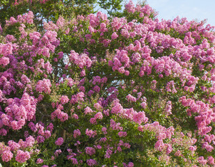 Obraz premium Japanese lilac, latin name Syringa Japonica