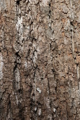 bark
