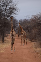 Obraz premium La curiosité des girafes