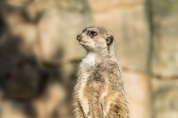 Naklejka na ściany i meble Alert meerkat ,Suricata suricatta, standing on guard