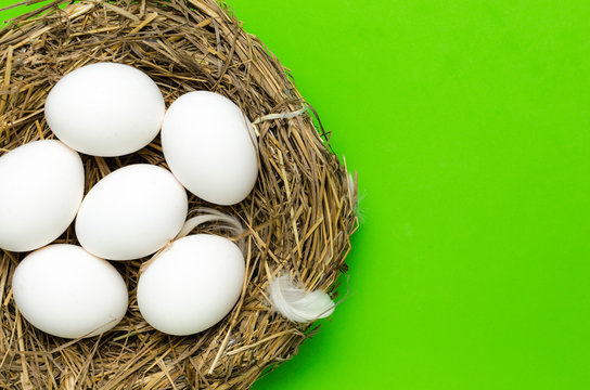 Chicken white eggs in nest on bright light green background.