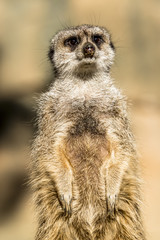 Alert meerkat ,Suricata suricatta, standing on guard