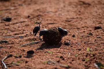 Le fight des bousiers