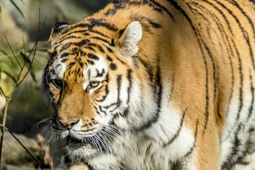Fototapeta na wymiar Close-up of Siberian Tiger