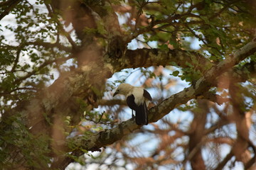 Oiseau sur une branche 