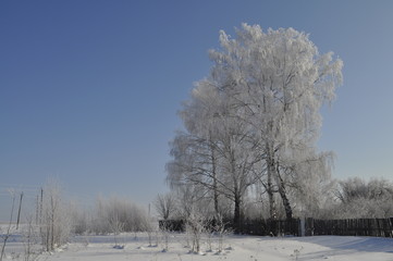 белые березы