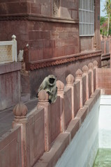 Affe