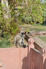 Affe