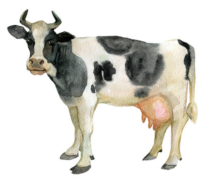 Cow, farm animals, isolated on white, watercolor illustration