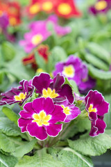 flowering violets. Multicolored flowers on a flower bed