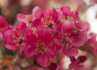 Pink cherry flowers