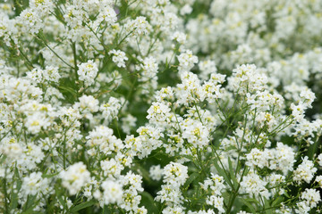 Weiße Blüten - Blumengruss 