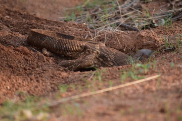 Le lézard dans son trou
