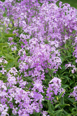 Lila Blüten - Blumengruss 