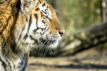 Close-up of Siberian Tiger