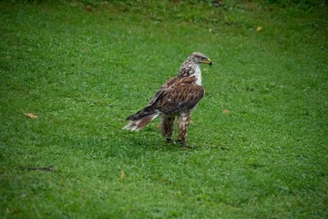 Greifvögel, Raubvögel, Flugschau, Falknerei