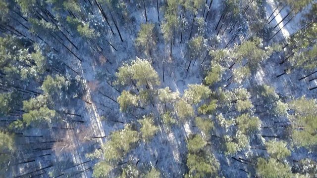 Aerial view of winter frozen forest covered in snow