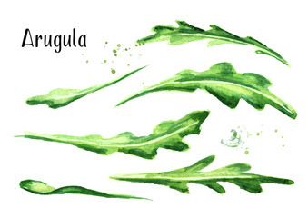 Rocket salad Rucola set. Watercolor hand drawn illustration, isolated on white background