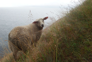 Norweskie wyspy Lofoty - owca na ścieżce z Eggum - obrazy, fototapety, plakaty