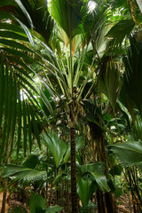 Nature reserve Vallee de Mai, Seychelles, Praslin,