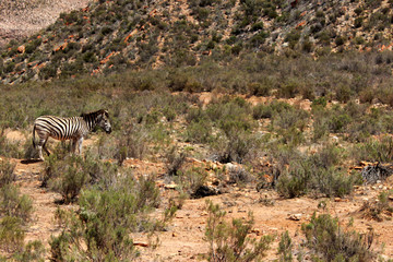 Zebra in freier Wildbahn