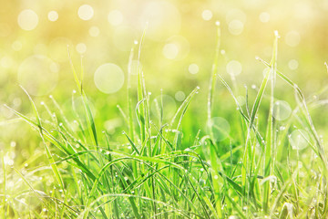 Gras im Frühling