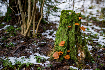 Forest stump with mushrooms