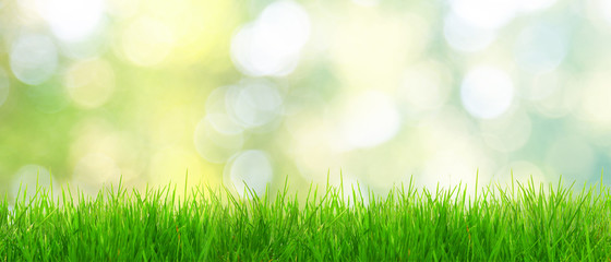 Gras im Frühling