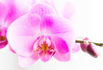 Fototapeta na wymiar Flowers. Pink orchids. White background