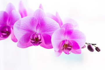 Flowers. Pink orchids. White background