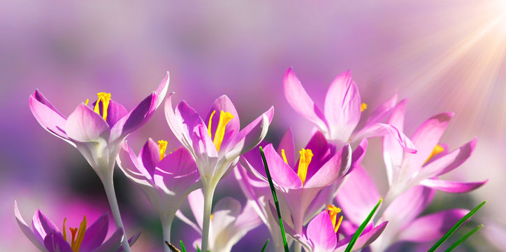 Wiese mit zarten Blumen im Fr&uuml;hling