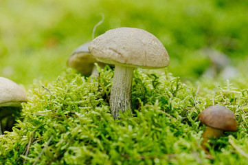 Leccinum scabrum Boletaceaeis an edible mushroom in the moss
