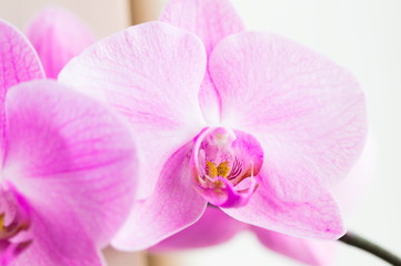 Fototapeta na wymiar Flowers. Pink orchids. White background