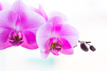 Obraz na płótnie Canvas Flowers. Pink orchids. White background