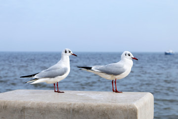 seagulls over the sea