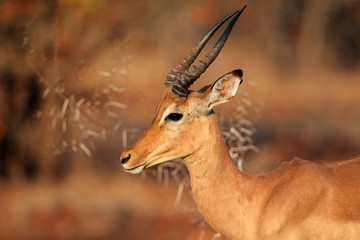 Portrait of an impala antelope (Aepyceros melampus), Kruger National Park, South Africa.