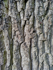 Borke_Eiche