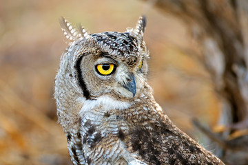 Portrait of a spotted eagle-owl (Bubo africanus), Kalahari desert, South Africa.