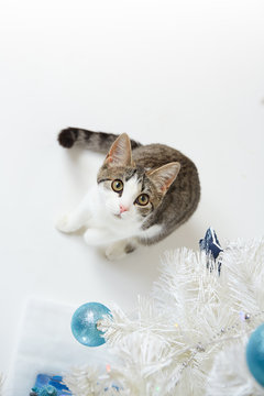 Kitten under the tree with gifts toys. white with blue toys playing.