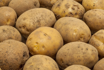 dirty potatoes close-up. background of a potato lying in a row