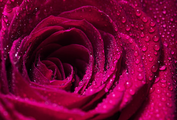 Fototapeta premium Różowy kwiat róży zbliżenie